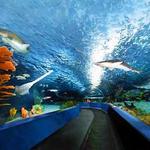 South Carolina Aquarium