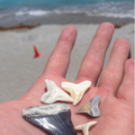 Shark Tooth Beach Concessions Nokomis Beach