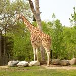 Lincoln Park Zoo