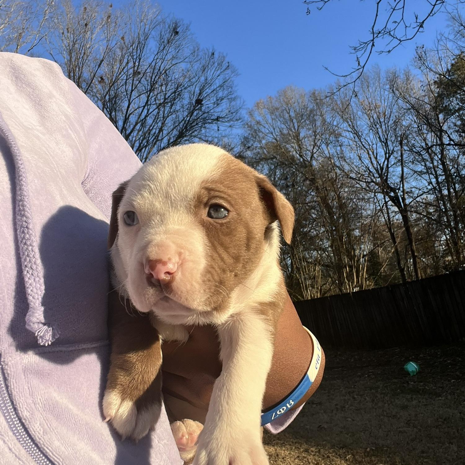 Our first day getting Chloe bug🥰🥰my heart was so full this day!