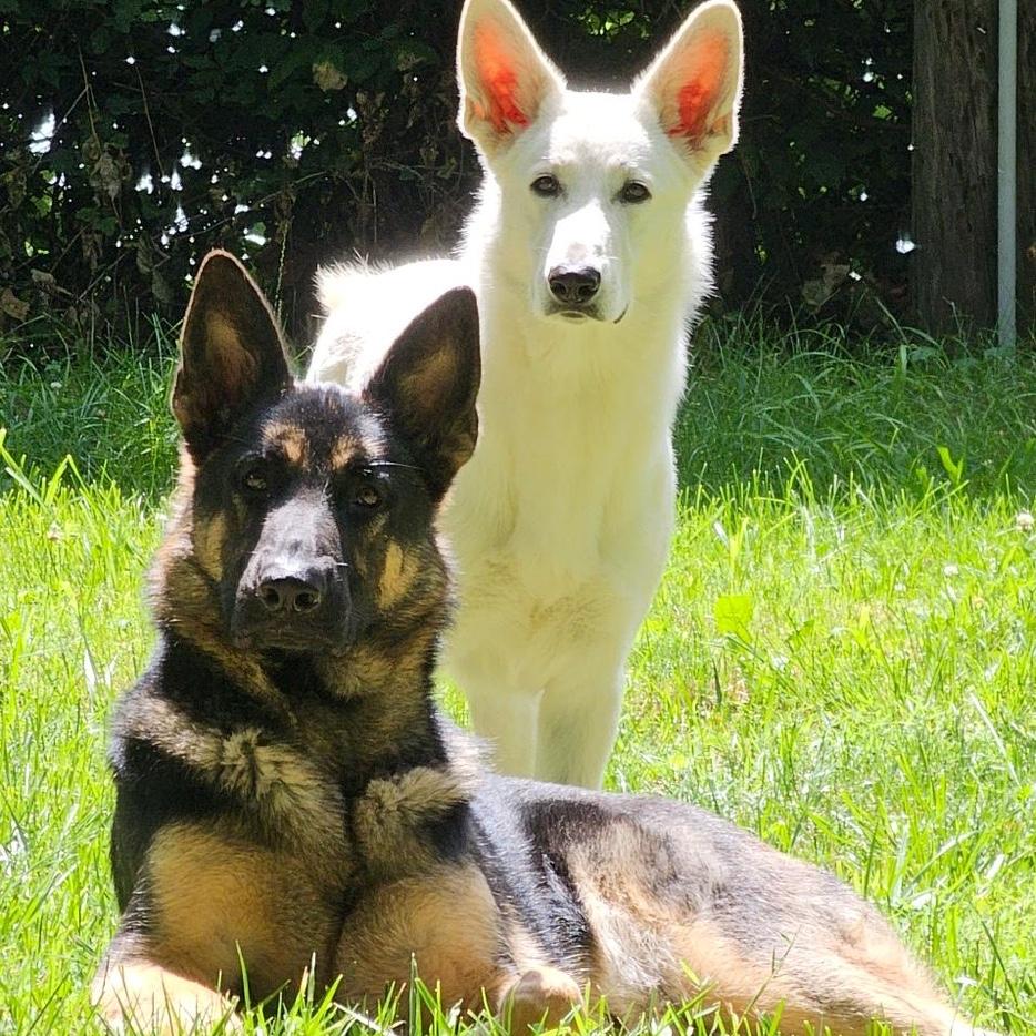 Asgard (sable German Shepherd) and Valkyrie (white German Shepherd). They are a handful sometimes, but we can’t picture life without them! They are the closest we plan to come to having kids!