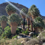 Fortynine Palms Oasis Trail