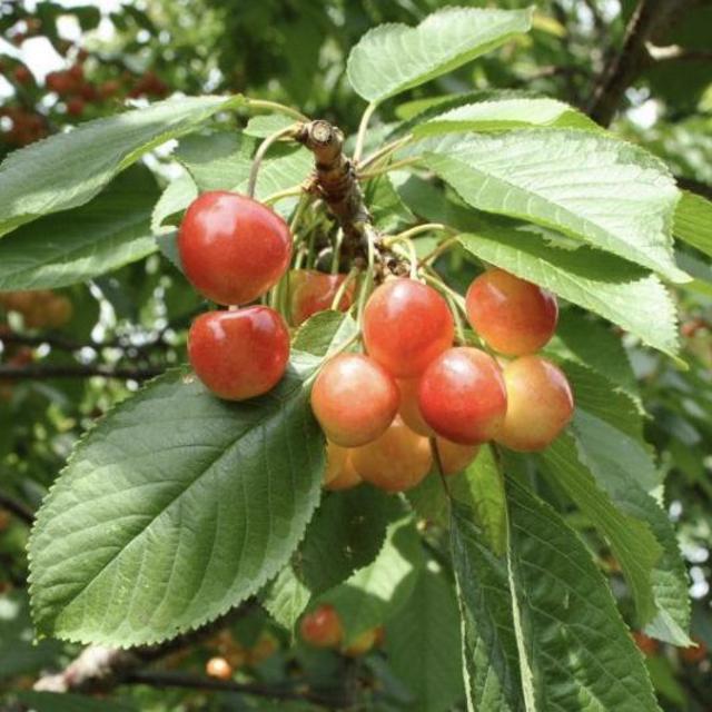 Cherry Tree
