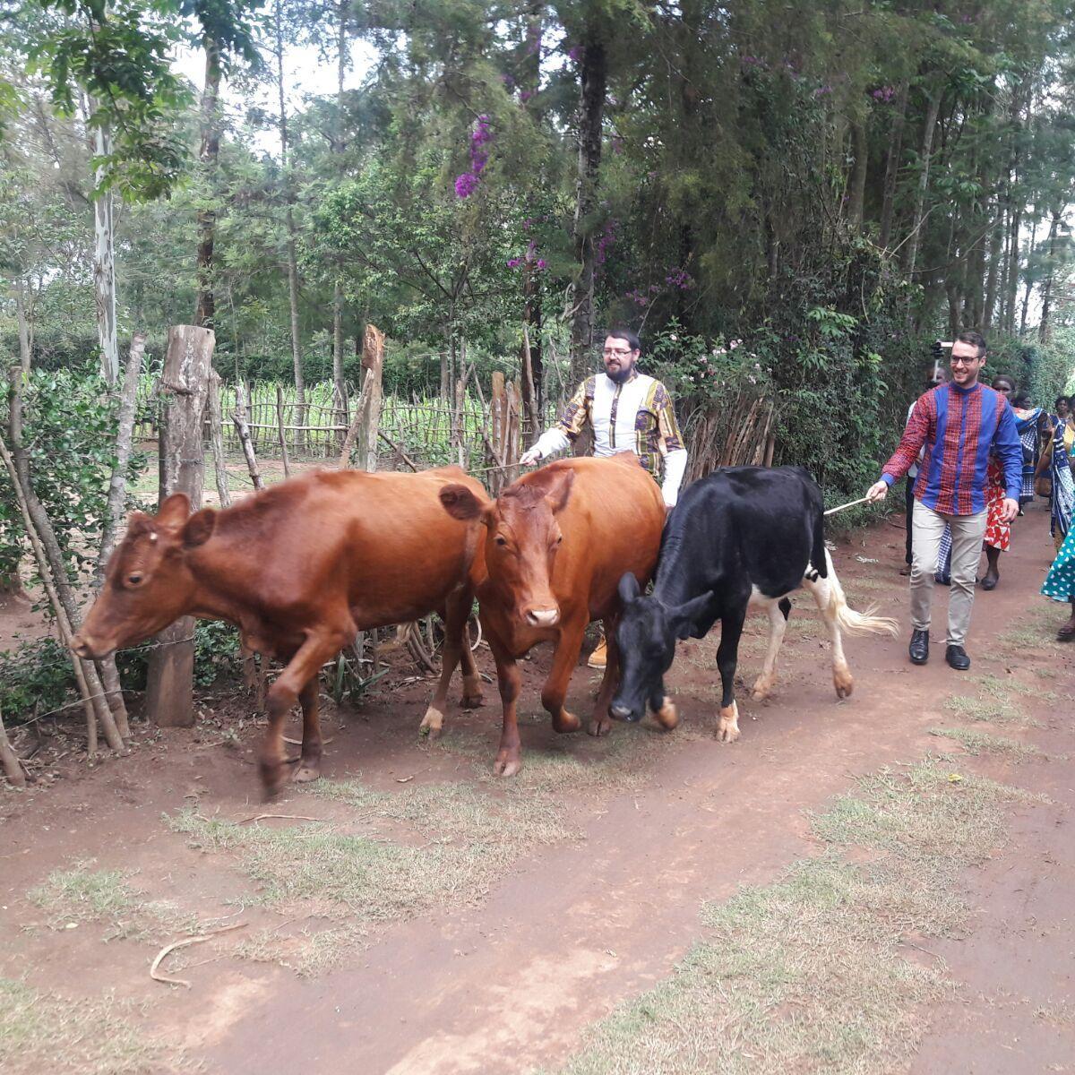Christopher herded cows to Irene's homestead...a show of honor to the ones who raised her up.  July, 2017 . #becomingHufton
