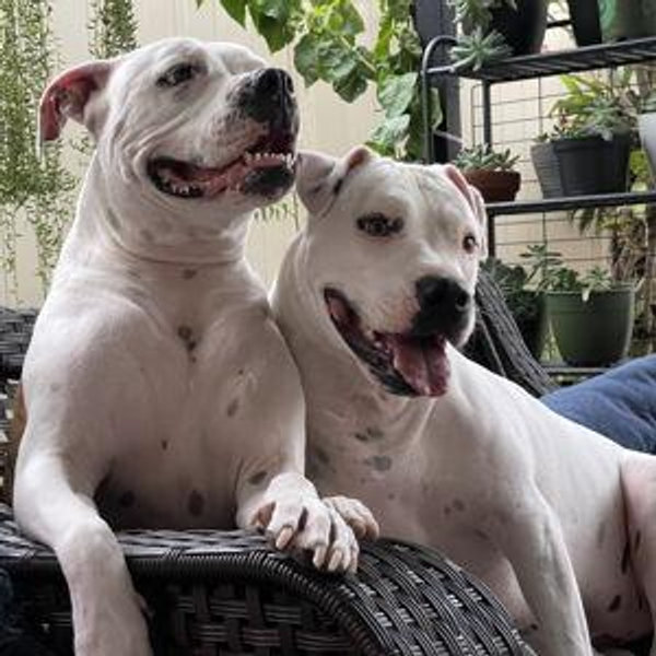 Dog sitter