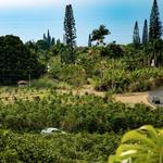 Go on a Chill Kona Coffee Farm Tour
