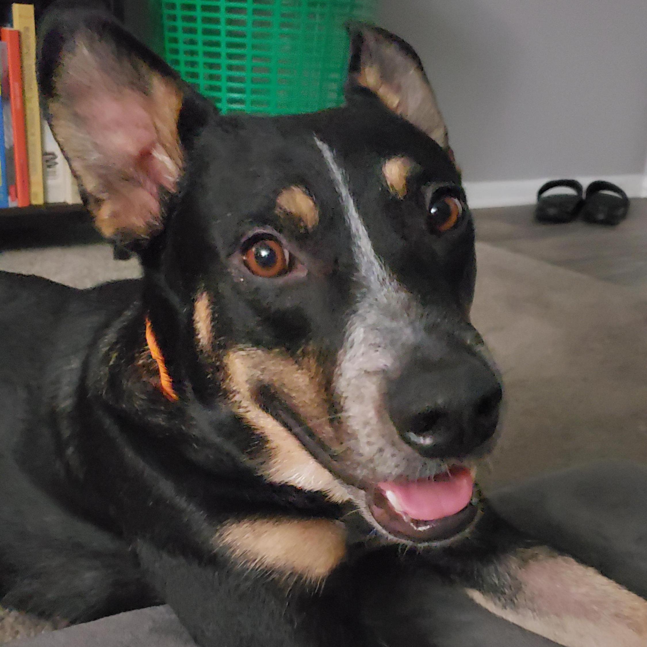 First Dog together - Nala