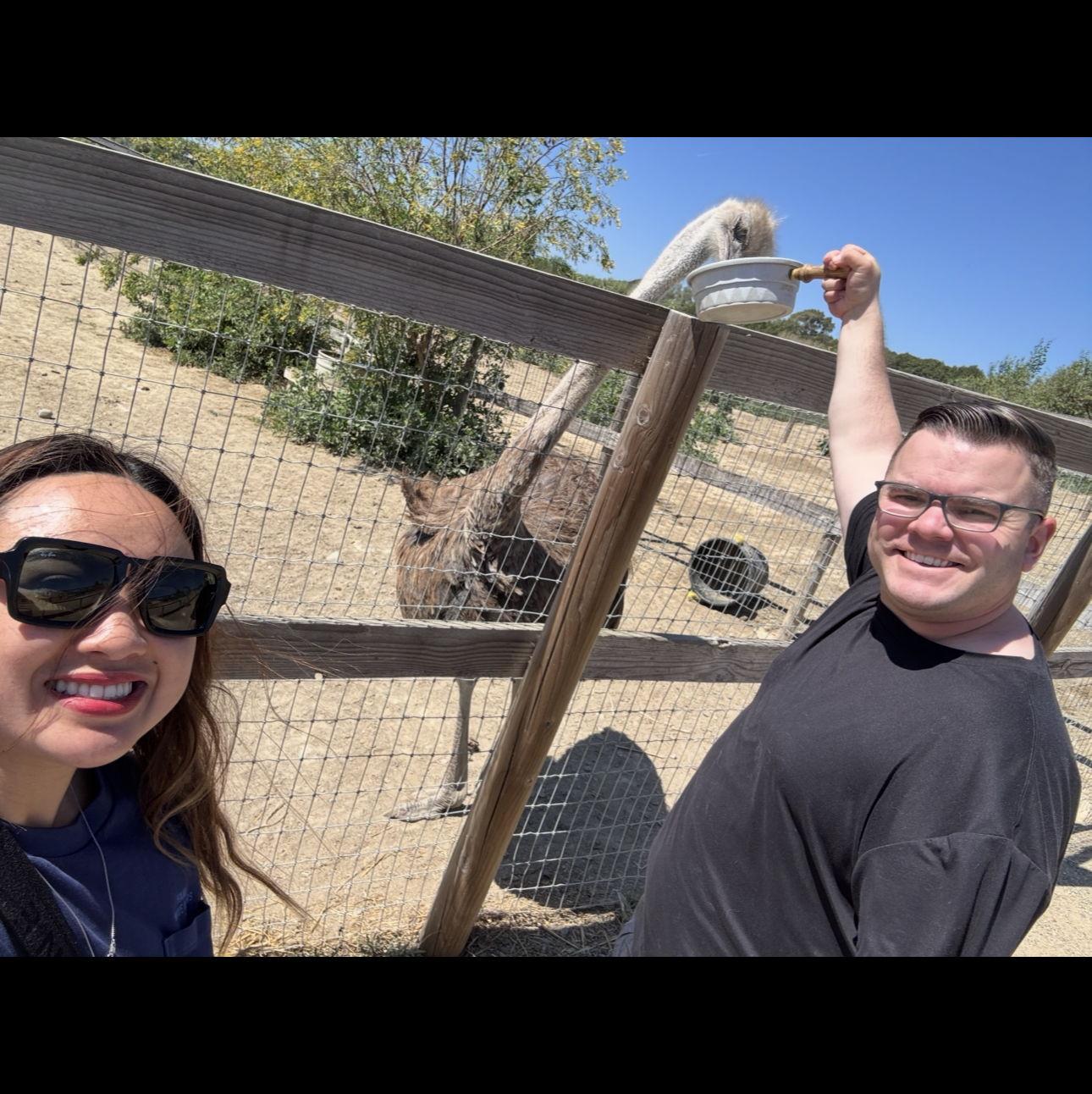 4/8/2026 Feeding Ostriches!