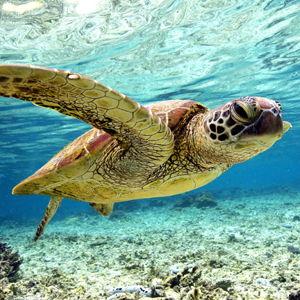 Swimming with Turtles