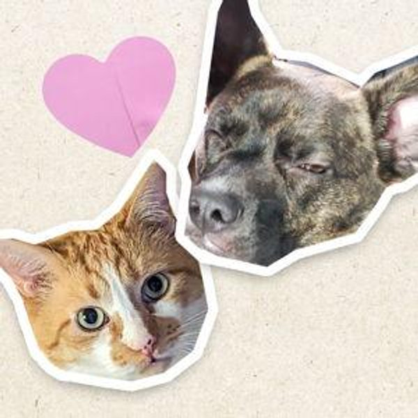 Mija and Mishka Pet Fund