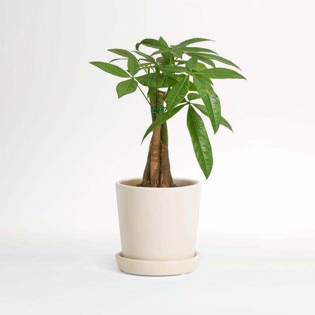 Live Money Tree Plant in Bryant Planter by The Sill