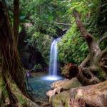El Yunque National Forest