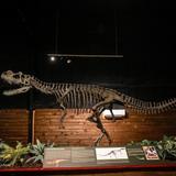 The Whiteside Museum of Natural History