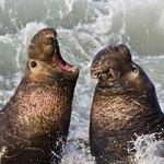 Elephant Seal Vista Point