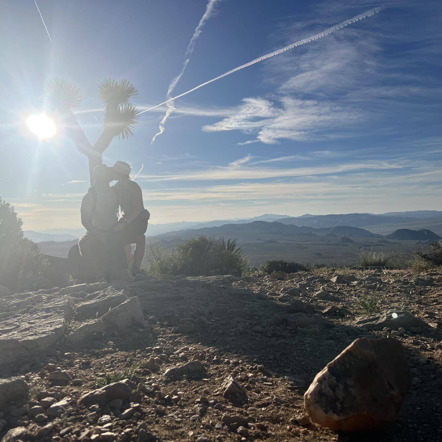 Joshua Tree 2026