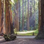 Armstrong Redwoods State Natural Reserve