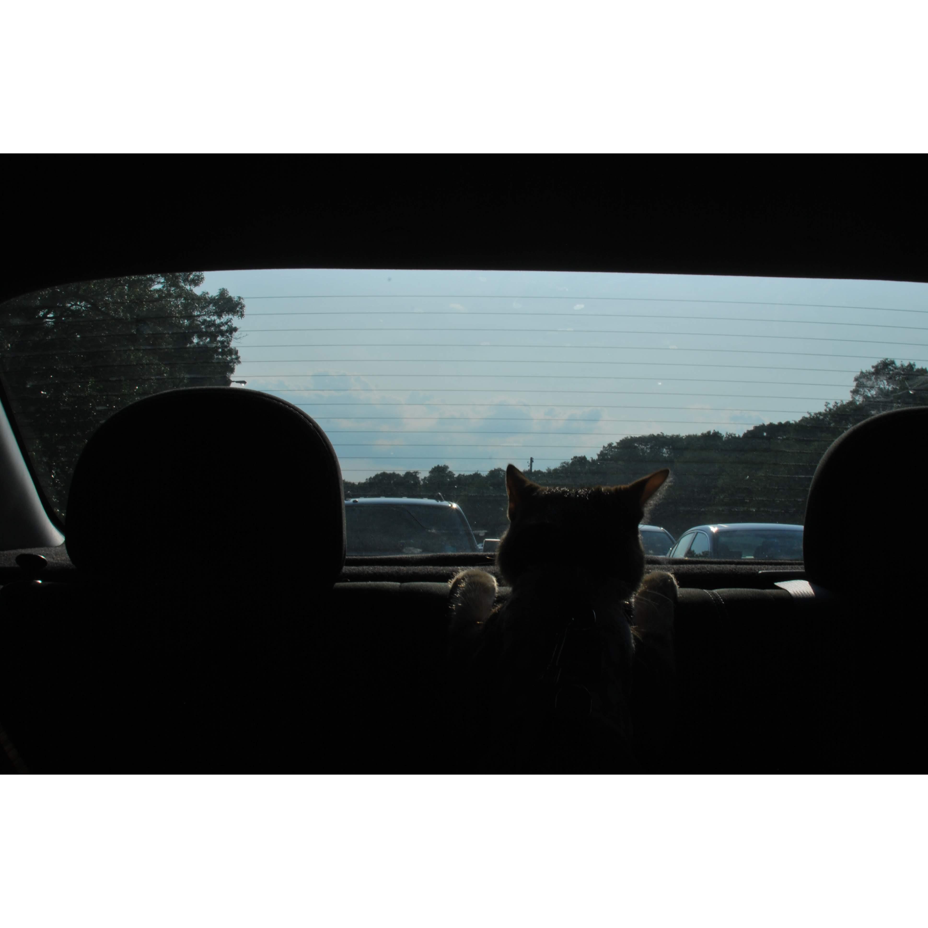 July 2019. Road trip to Long Island, NY. Gordita takes in the sights of NY traffic.