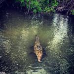 J. Charles Swaby's Black River Safari
