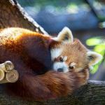 Brandywine Zoo
