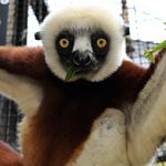 Duke Lemur Center