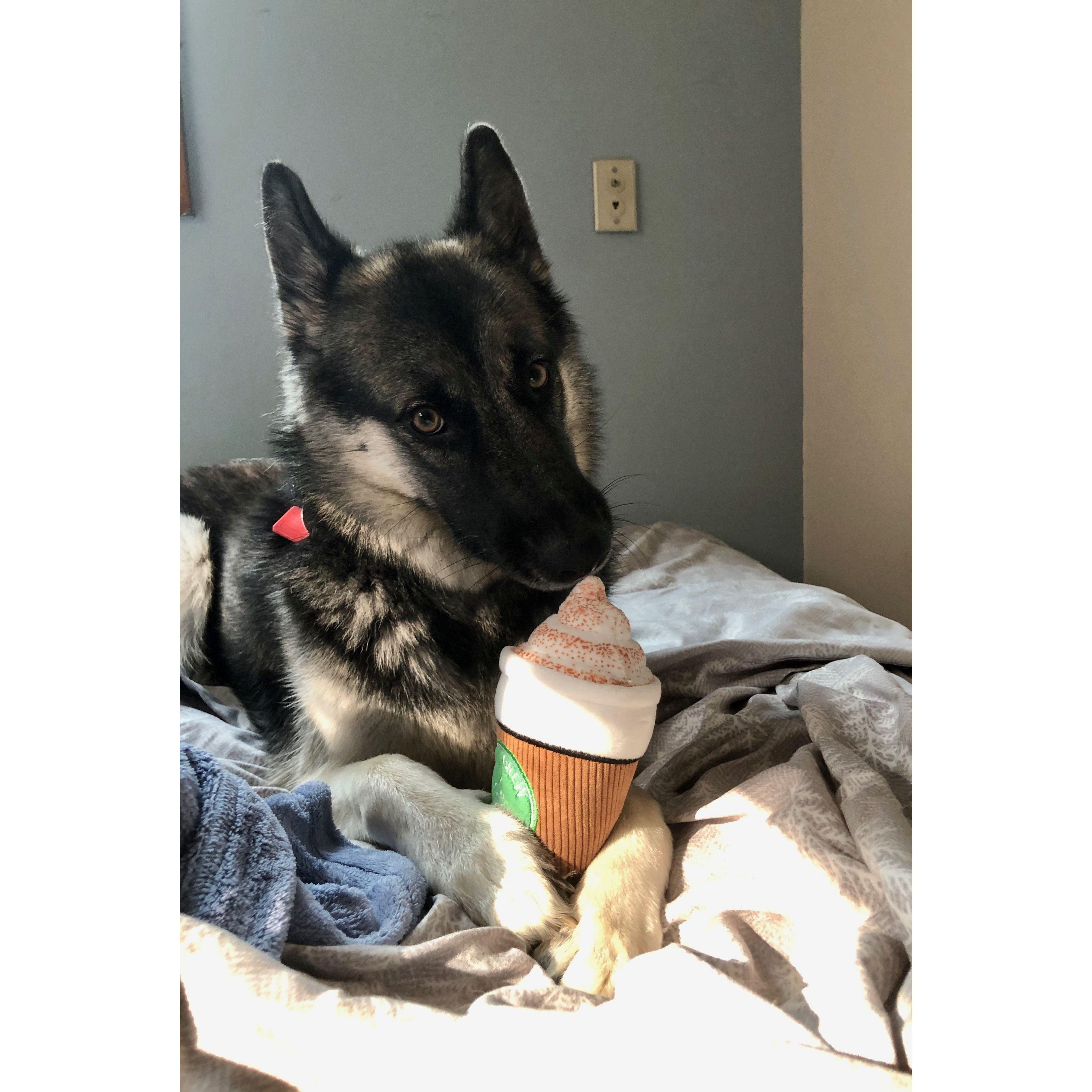 Lyra, our 4-year-old Shepsky, would love nothing more to greet each and every one of you with enthusiastic kisses. Her love tends to be rather exuberant, so she shall be celebrating from home.