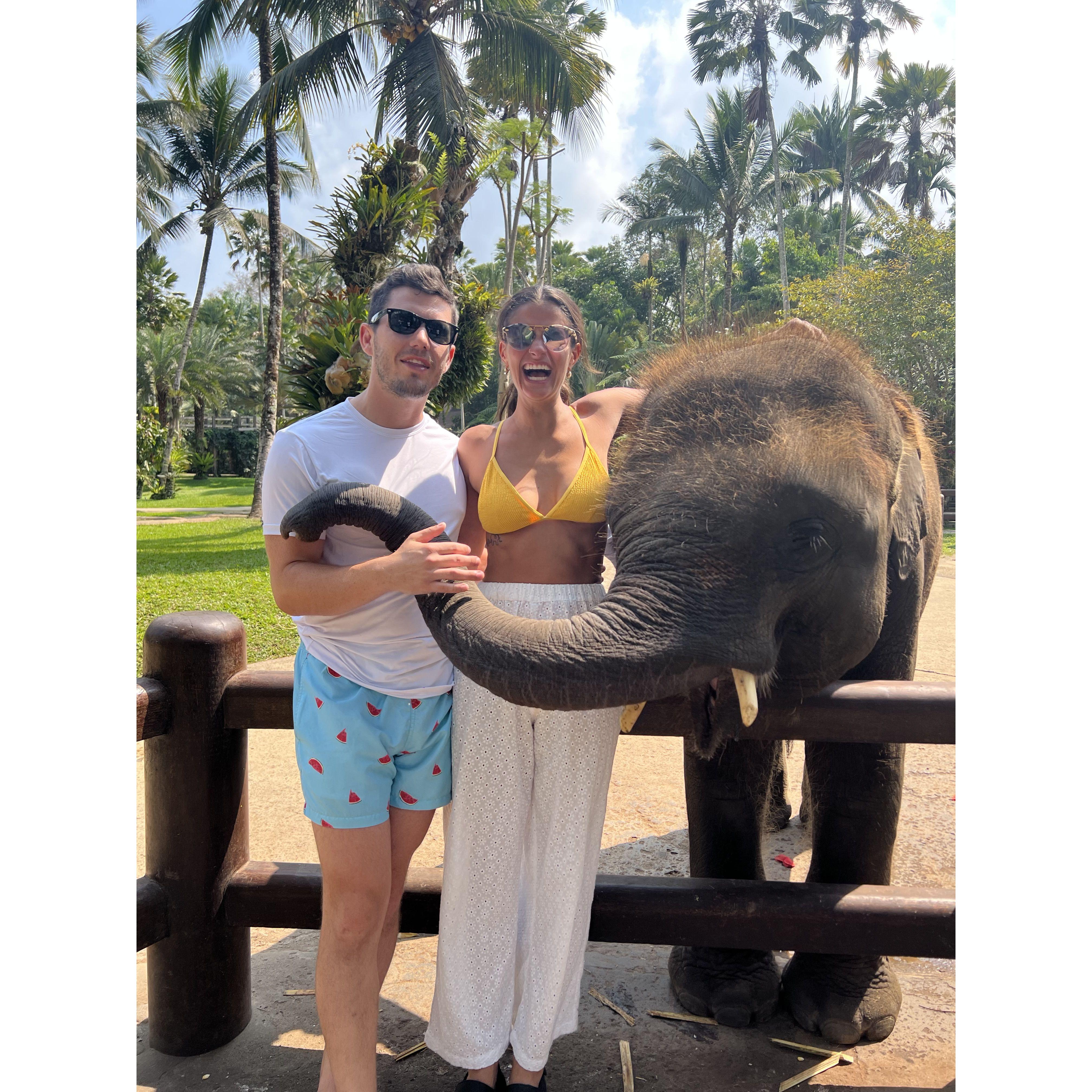 Big elephant people
