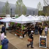 Eugene Saturday Market
