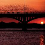 Congress Avenue Bridge