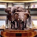 American Museum of Natural History