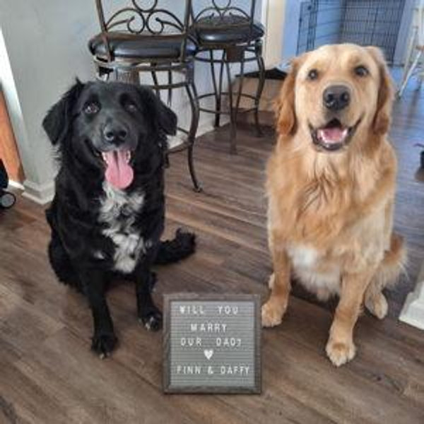 Our Pet Toy Fund