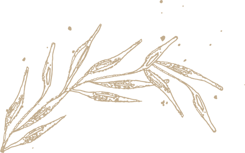 leaves