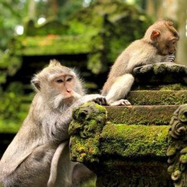 Monkey Forest
