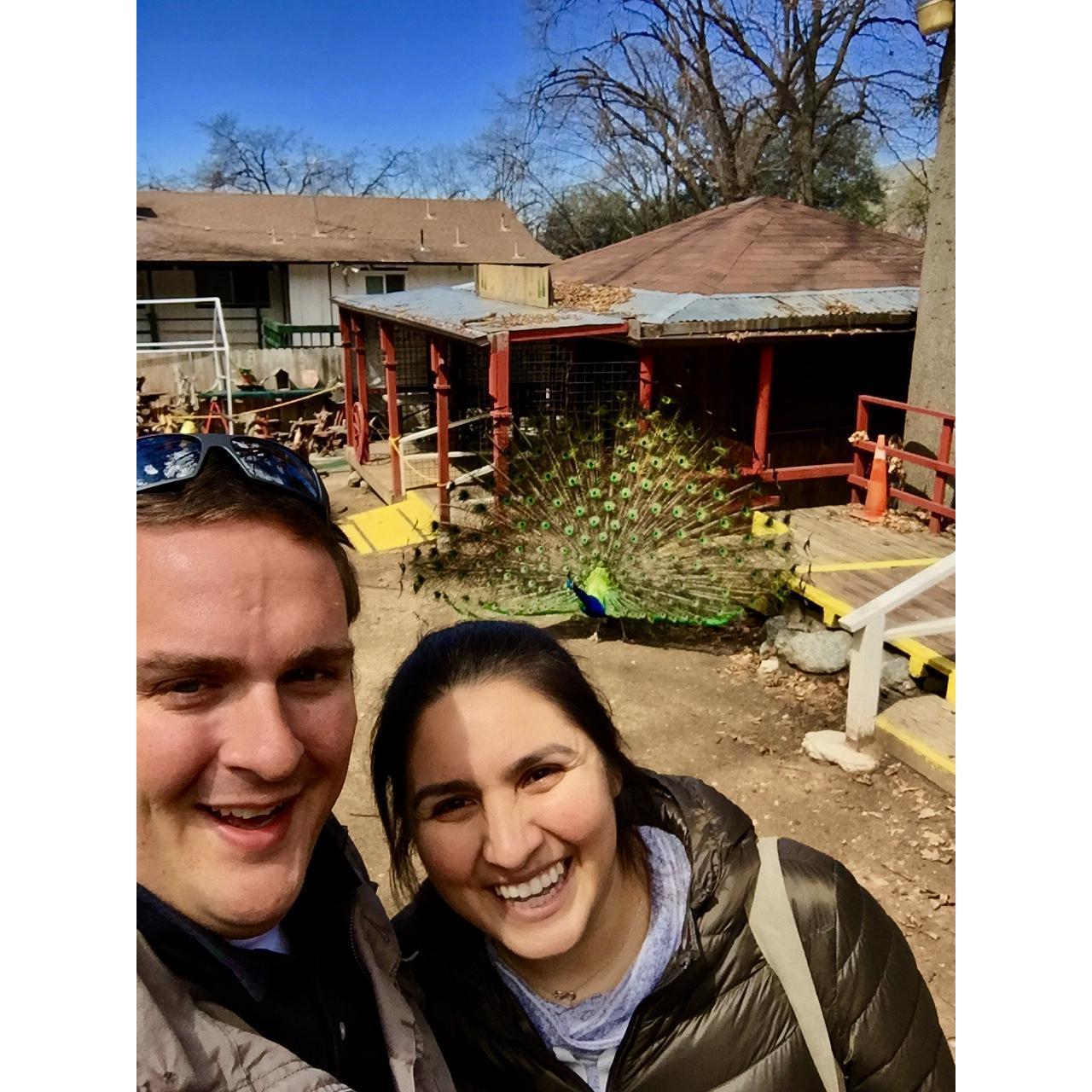 CA apple orchards are occasionally home to peacocks too