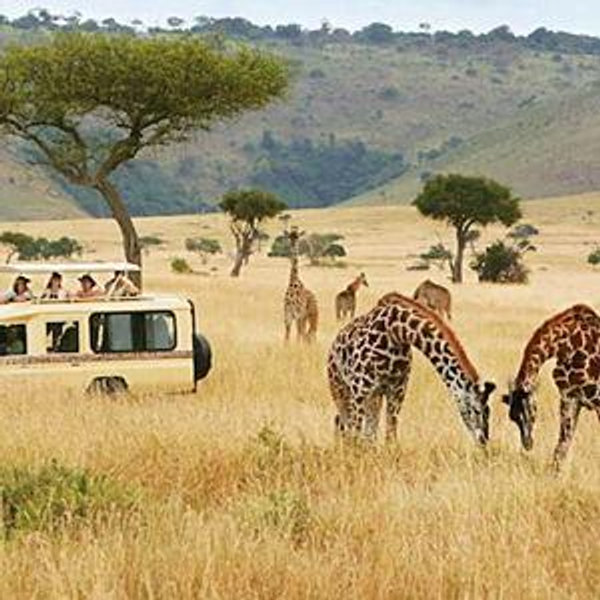 Safari Honeymoon Fund