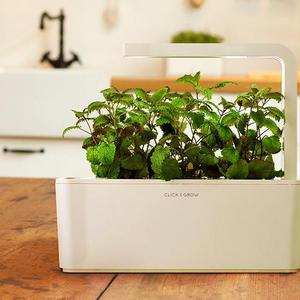 Lemon Balm Plant Pods
