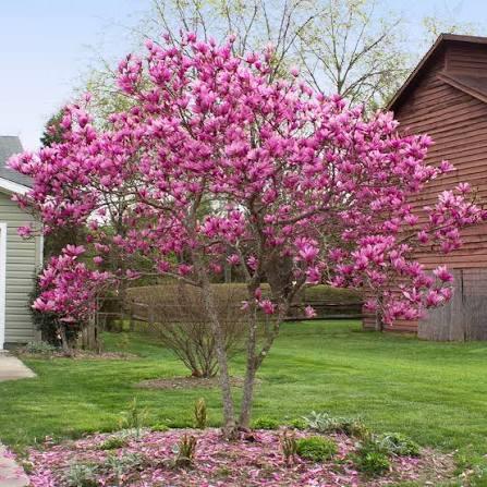 Anniversary Tree