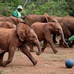 David Sheldrick Wildlife Trust