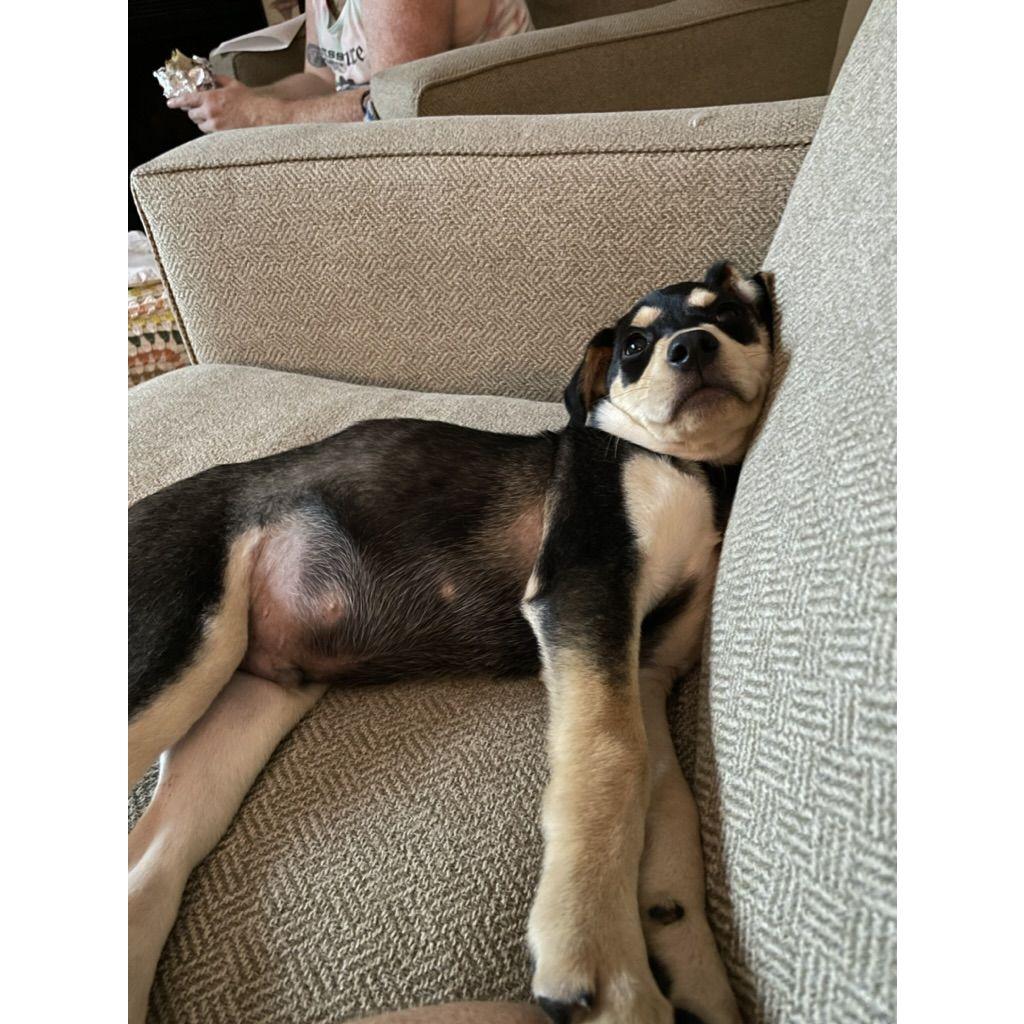 Our first night with our new puppy, Mr. Bear!