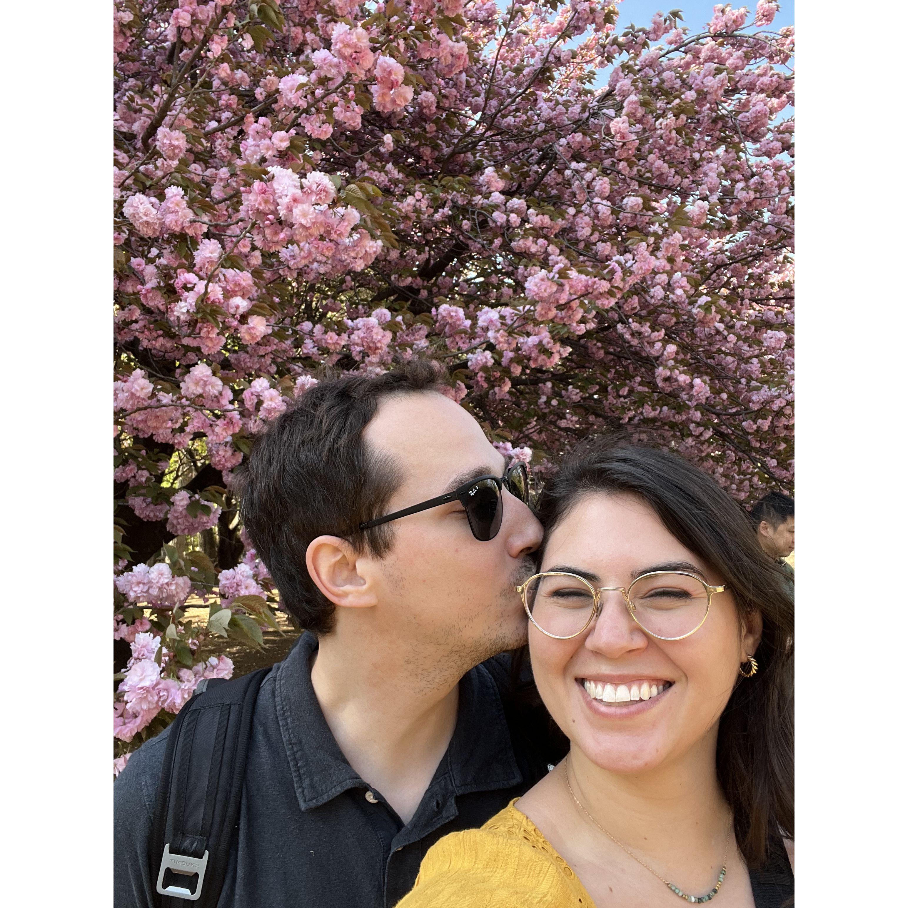 Cherry Blossoms in full bloom on our Japan trip last year