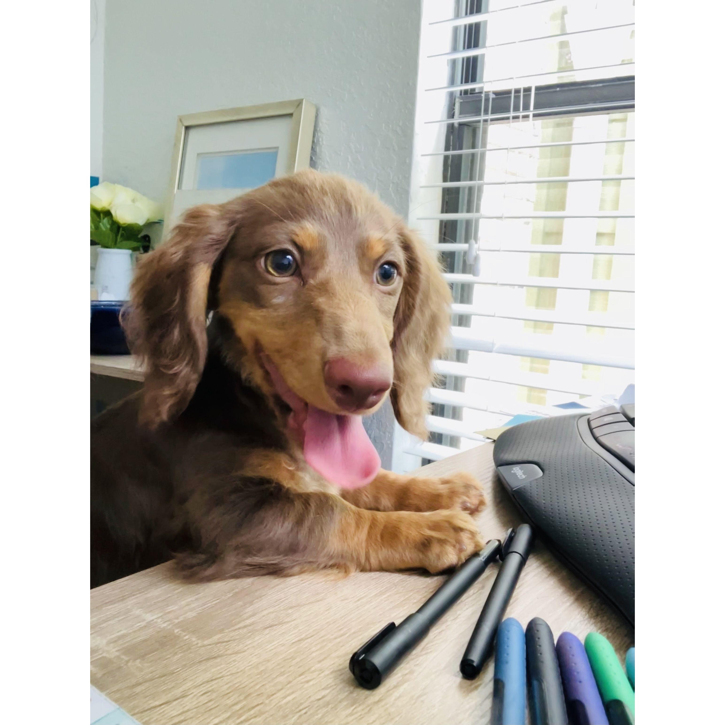 2022- Chai joins the family