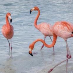 Pass to Flamingo Island