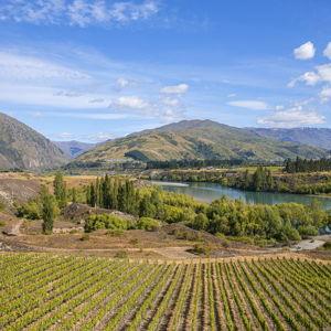 Honeymoon: Wine Tasting in New Zealand