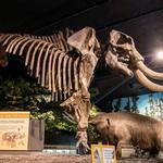 RMSC (Rochester Museum & Science Center)