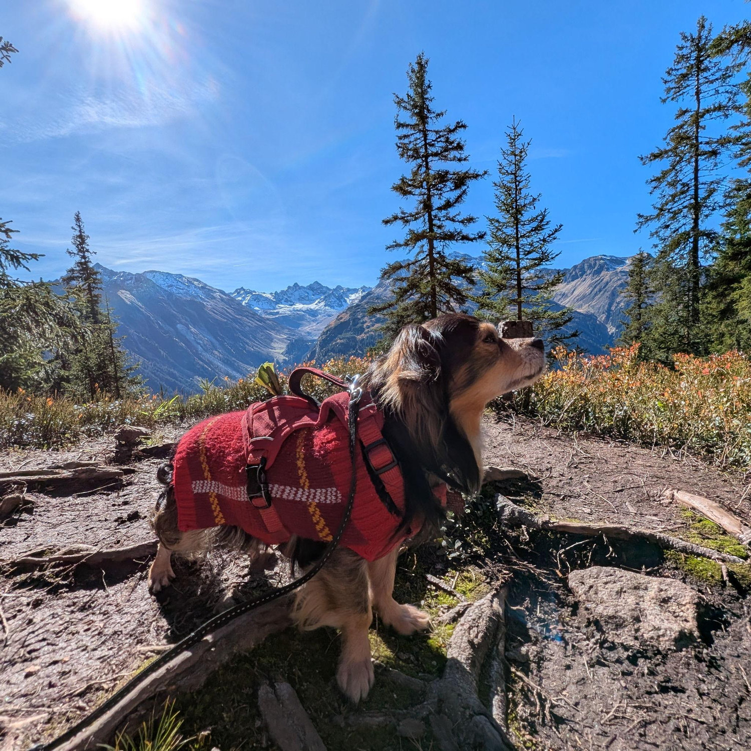 Peanuts first big Austrian hike - 4 hours total