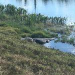 Viera Wetlands
