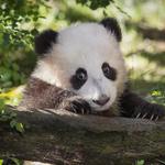 San Diego Zoo