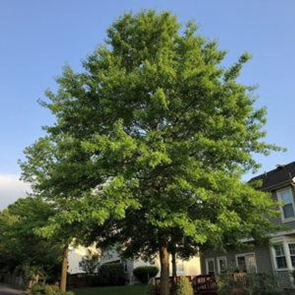 Plant a tree - Pin Oak