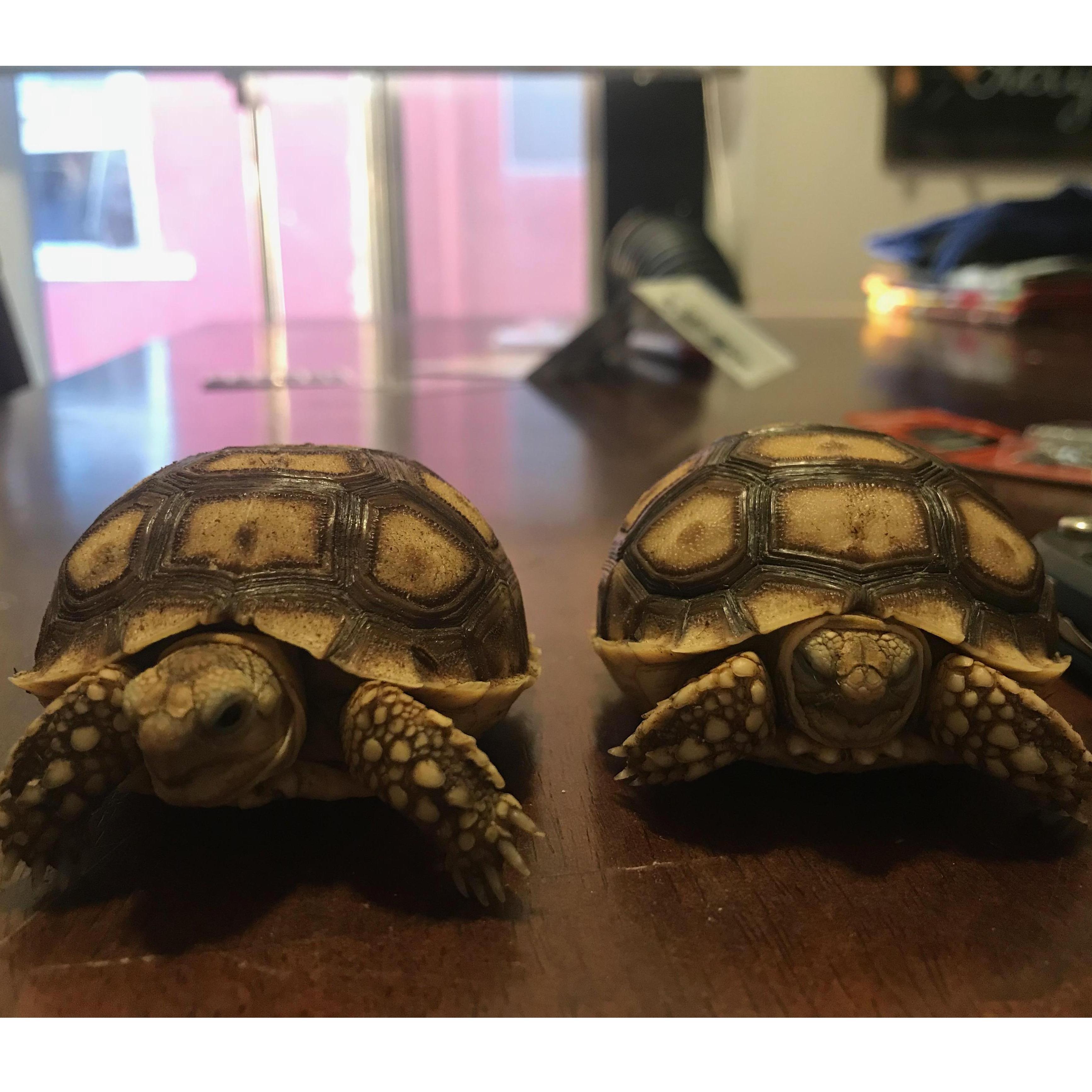 Our family has expanded by two scale-babies. Welcome to the Jones clan-- Little Ann and Old Dan. Names from "Where the Red Fern Grows". November 2018