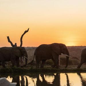 Elephant Sanctuary Experience