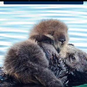 Honeymoon in Monterey Bay